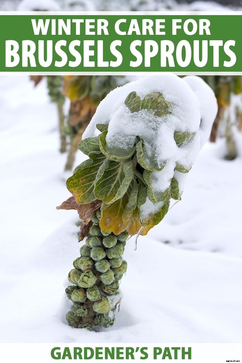 Tips for Growing Brussels Sprouts in Winter