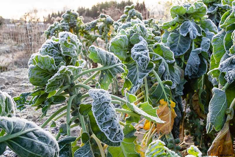Tips for Growing Brussels Sprouts in Winter