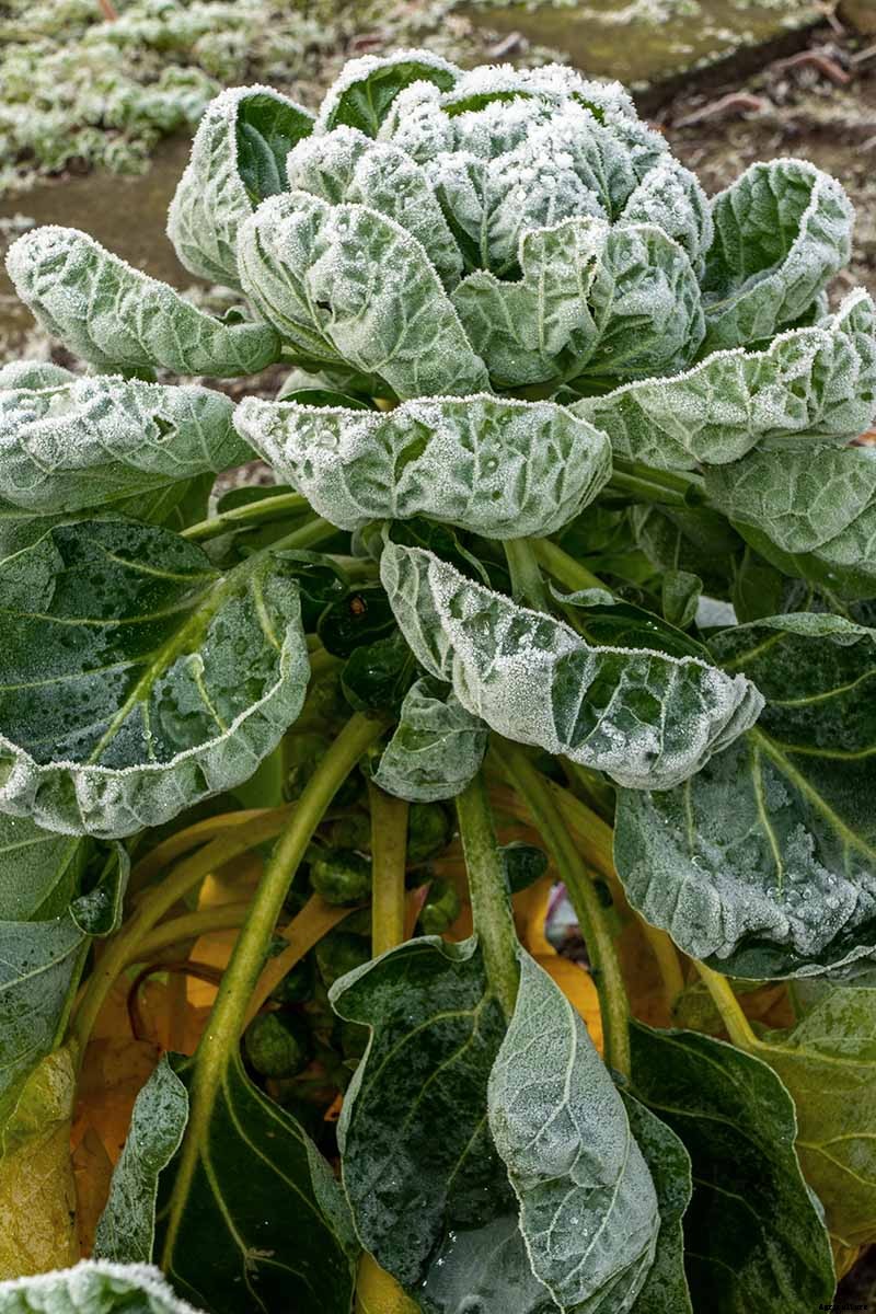 Tips for Growing Brussels Sprouts in Winter