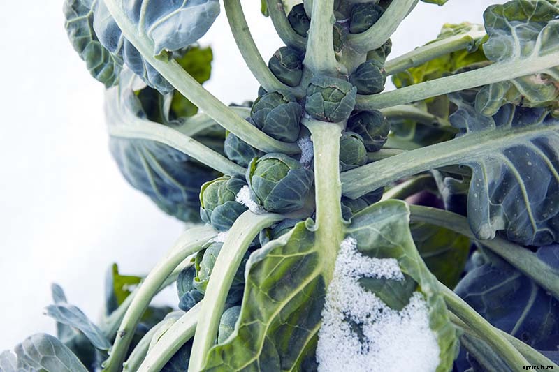 Tips for Growing Brussels Sprouts in Winter