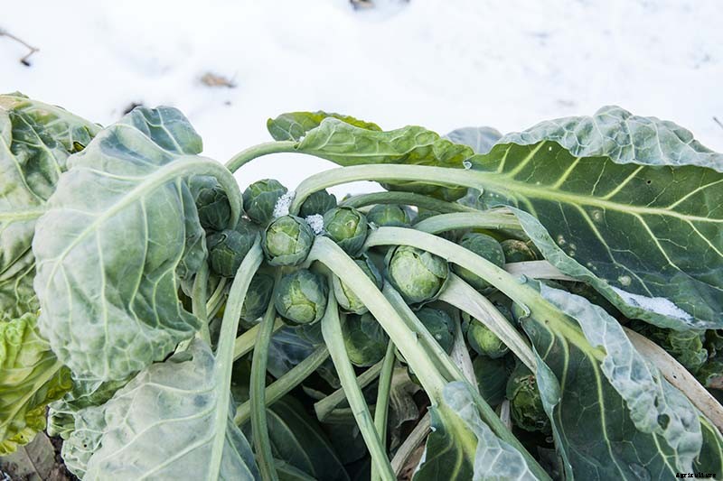 Tips for Growing Brussels Sprouts in Winter