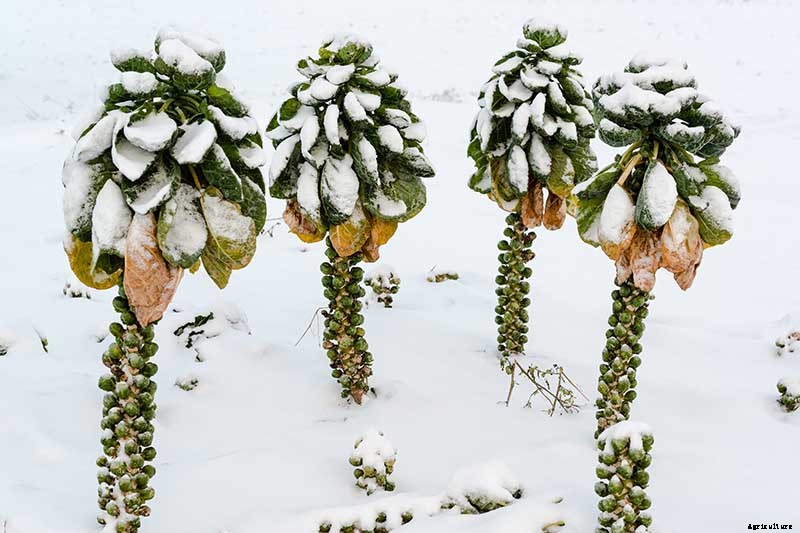Tips for Growing Brussels Sprouts in Winter