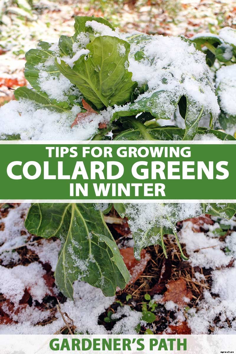 Tips for Growing Collard Greens in Winter