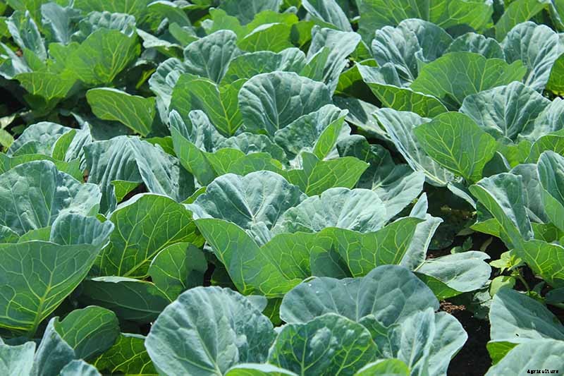 Tips for Growing Collard Greens in Winter