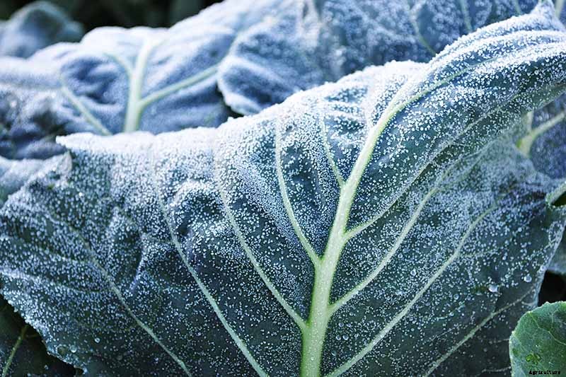Tips for Growing Collard Greens in Winter