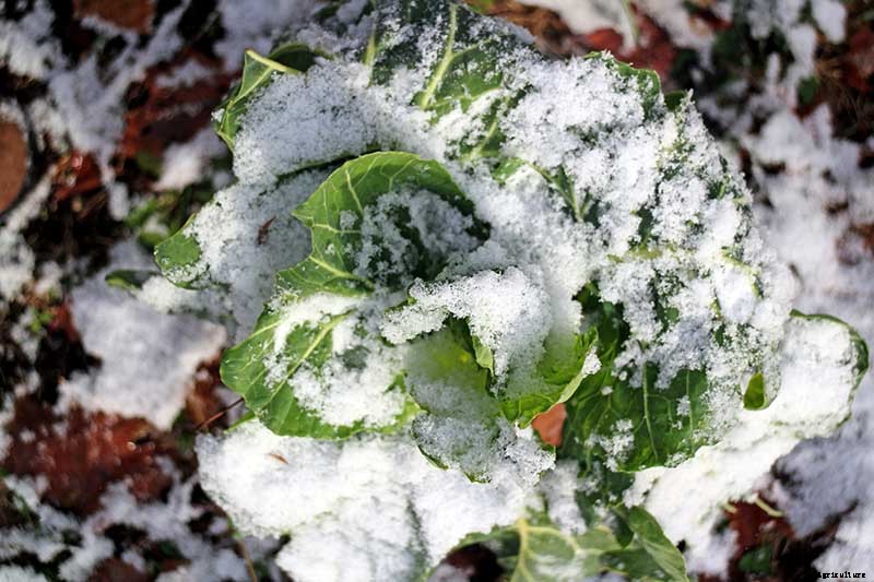 Tips for Growing Collard Greens in Winter