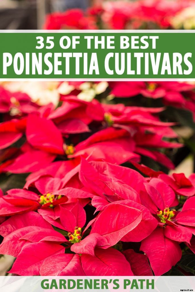 35 Favorite Poinsettia Cultivars for Your Home