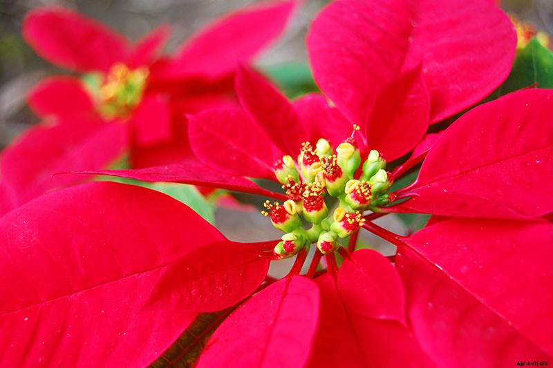 35 Favorite Poinsettia Cultivars for Your Home
