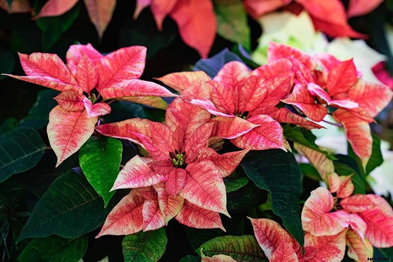 35 Favorite Poinsettia Cultivars for Your Home