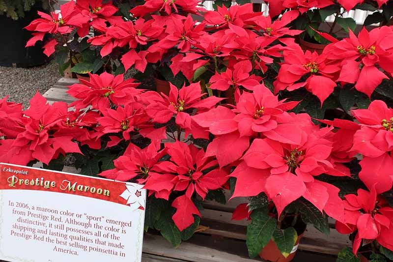 35 Favorite Poinsettia Cultivars for Your Home