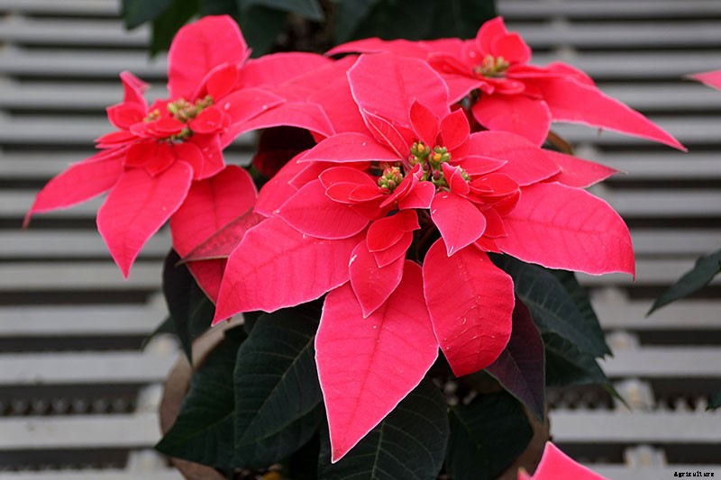 35 Favorite Poinsettia Cultivars for Your Home