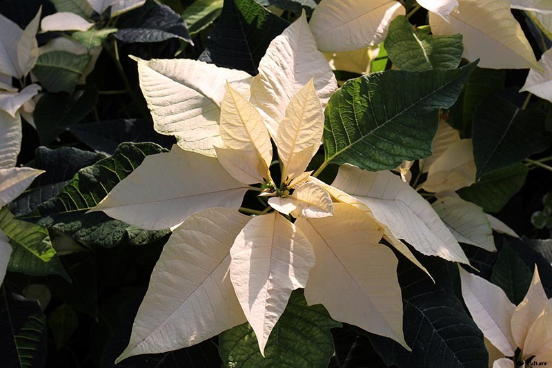 35 Favorite Poinsettia Cultivars for Your Home