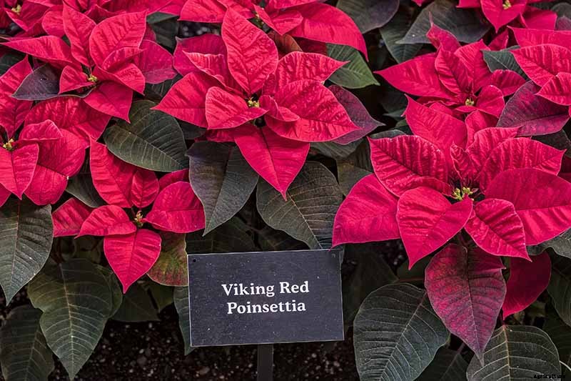 35 Favorite Poinsettia Cultivars for Your Home