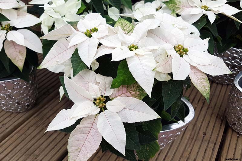 35 Favorite Poinsettia Cultivars for Your Home