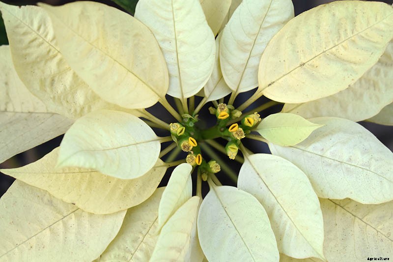 35 Favorite Poinsettia Cultivars for Your Home
