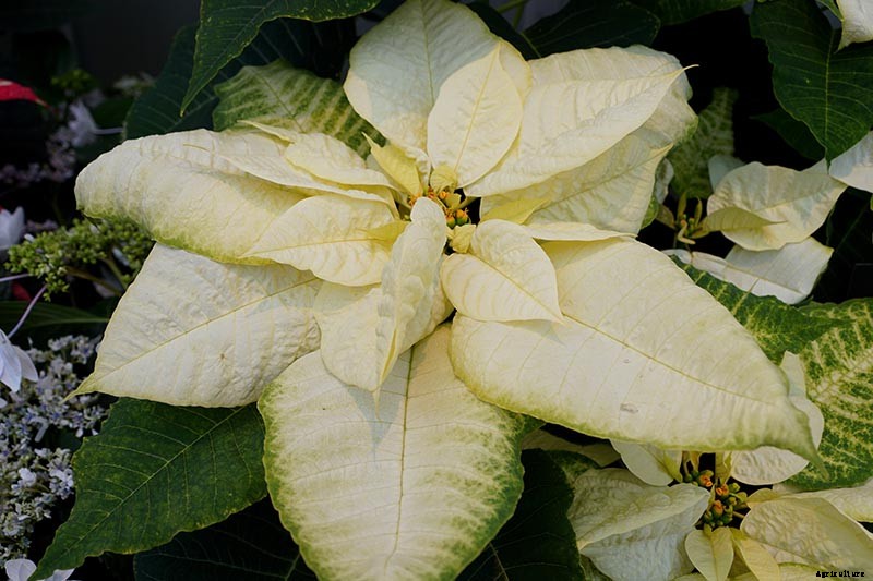 35 Favorite Poinsettia Cultivars for Your Home