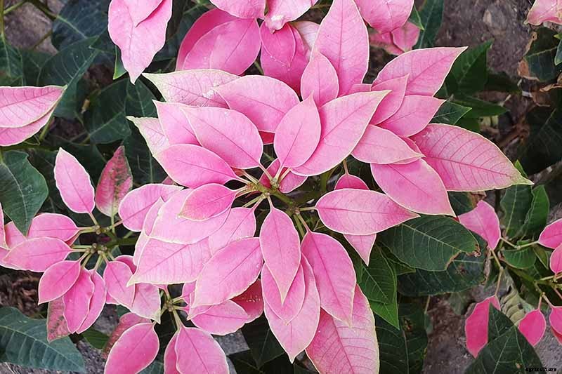 35 Favorite Poinsettia Cultivars for Your Home