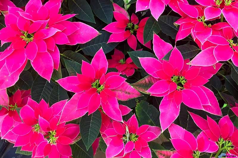 35 Favorite Poinsettia Cultivars for Your Home