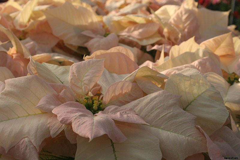 35 Favorite Poinsettia Cultivars for Your Home