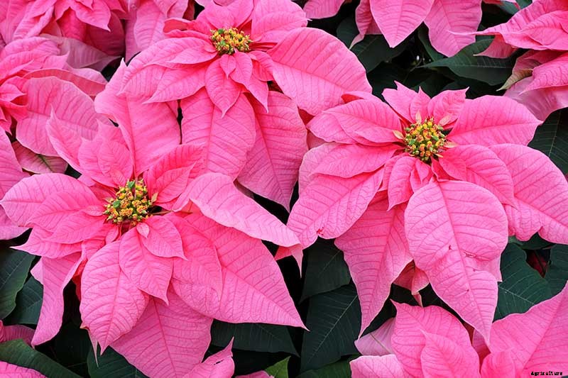 35 Favorite Poinsettia Cultivars for Your Home