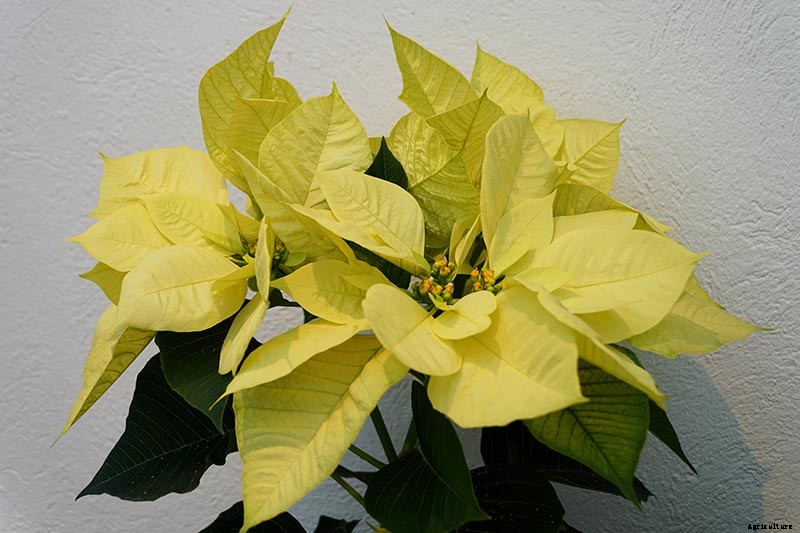 35 Favorite Poinsettia Cultivars for Your Home