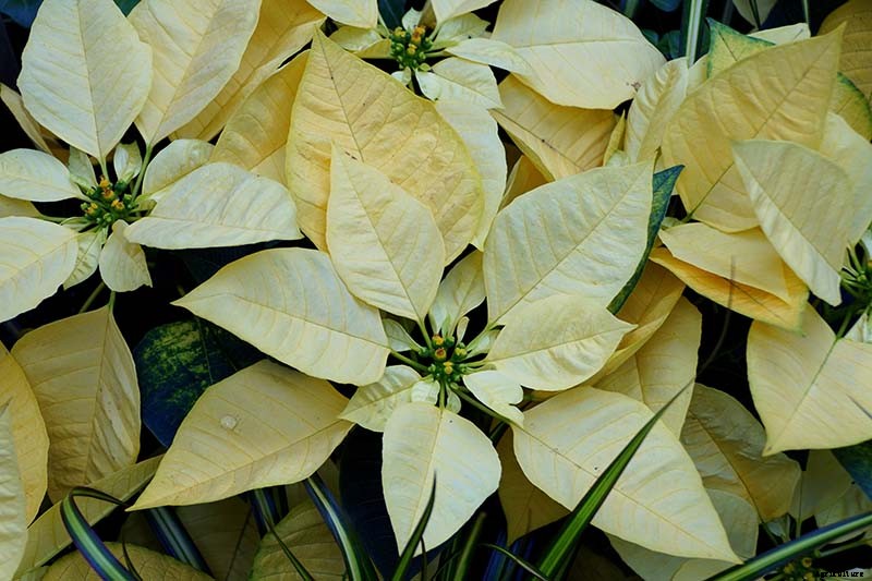 35 Favorite Poinsettia Cultivars for Your Home