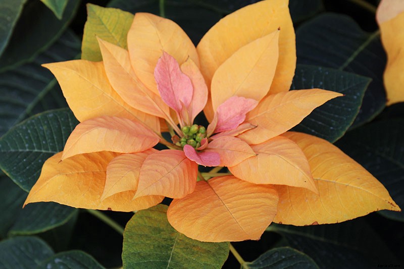 35 Favorite Poinsettia Cultivars for Your Home