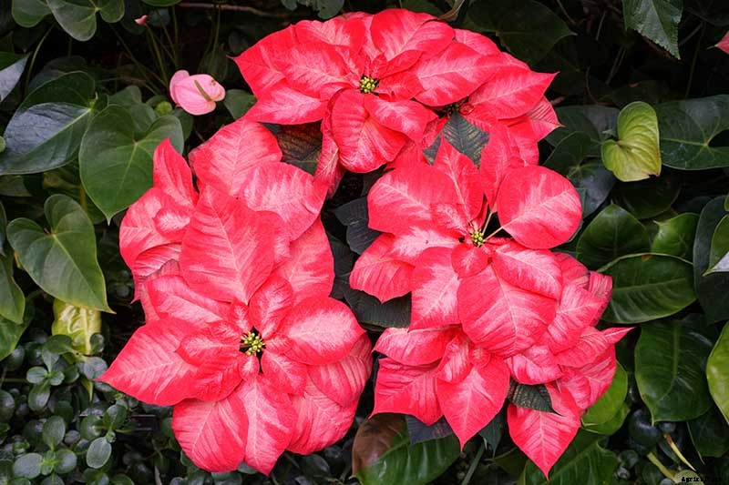 35 Favorite Poinsettia Cultivars for Your Home