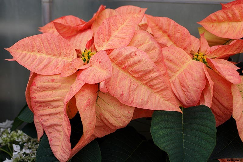 35 Favorite Poinsettia Cultivars for Your Home
