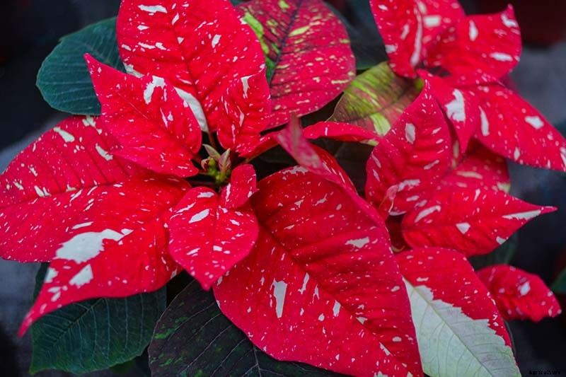 35 Favorite Poinsettia Cultivars for Your Home