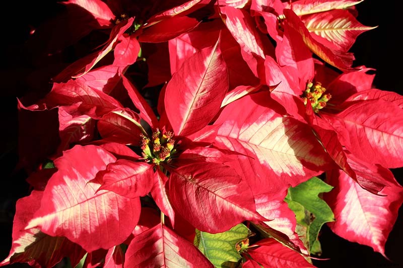 35 Favorite Poinsettia Cultivars for Your Home