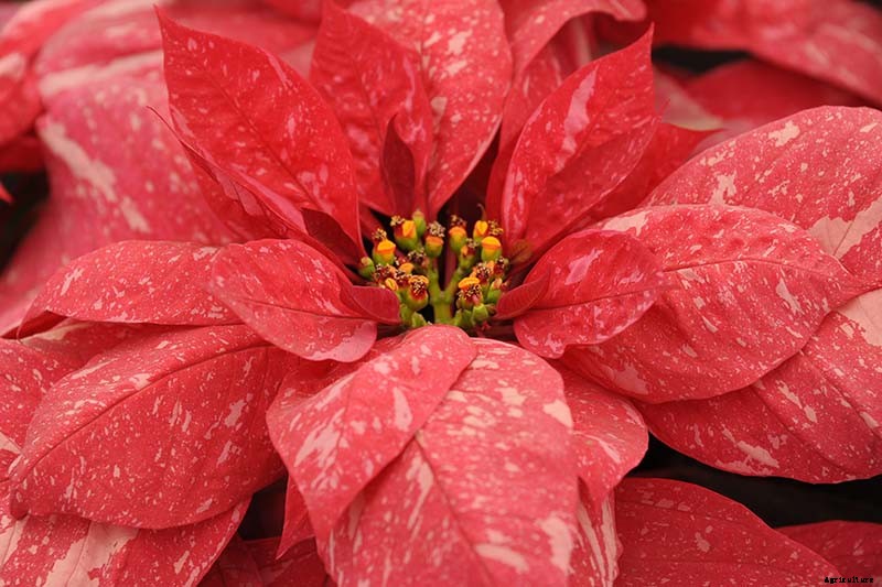 35 Favorite Poinsettia Cultivars for Your Home
