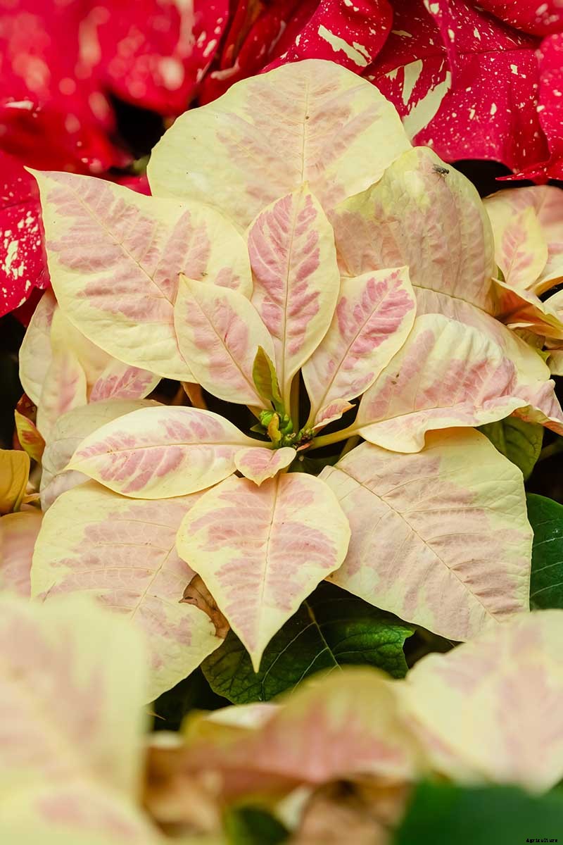 35 Favorite Poinsettia Cultivars for Your Home