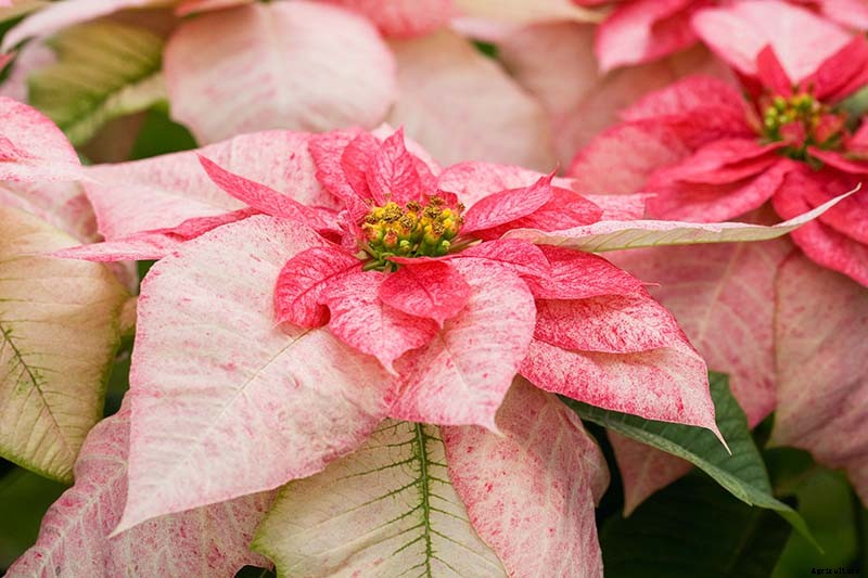 35 Favorite Poinsettia Cultivars for Your Home