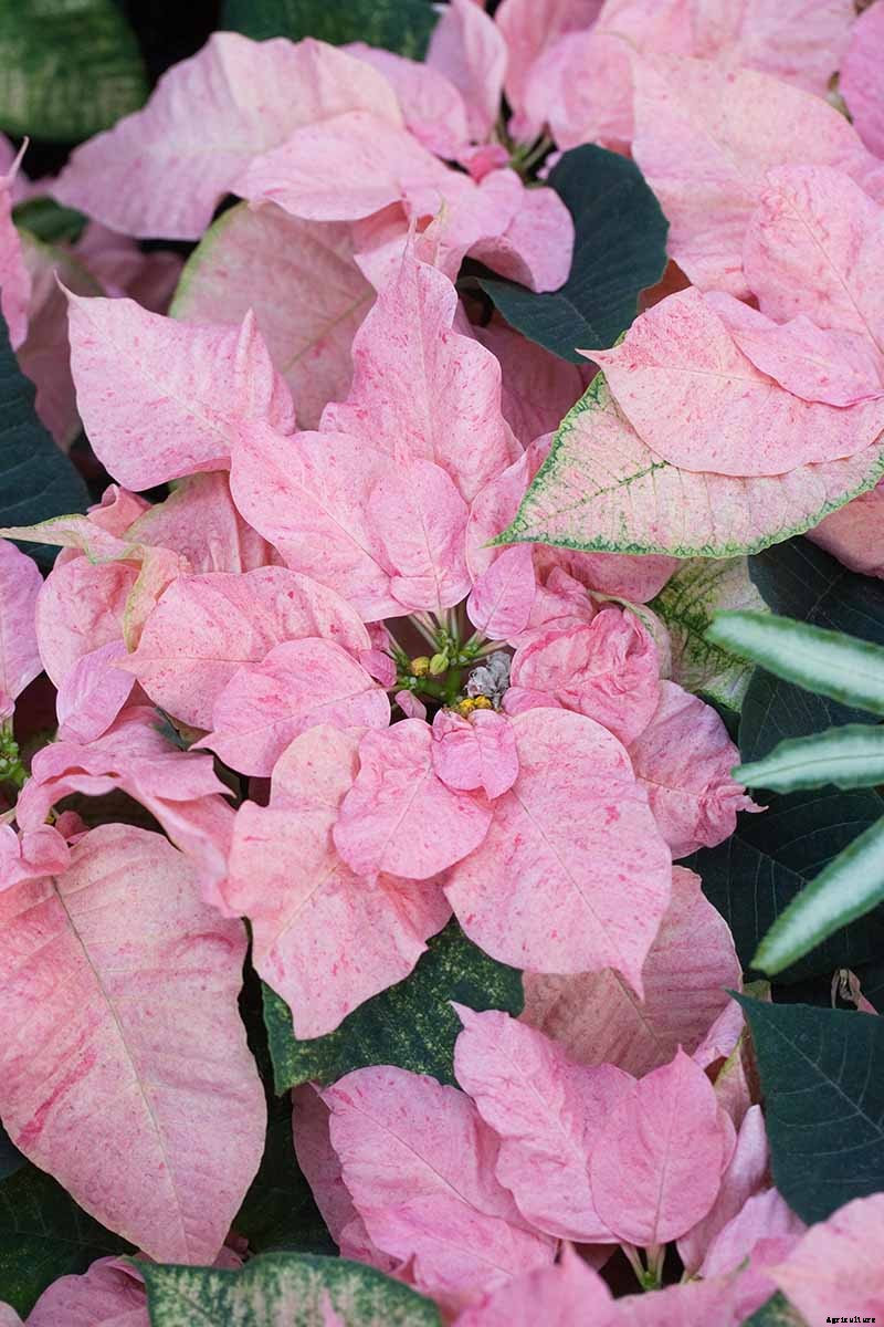 35 Favorite Poinsettia Cultivars for Your Home