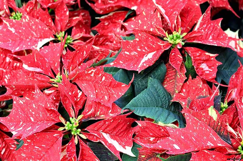 35 Favorite Poinsettia Cultivars for Your Home