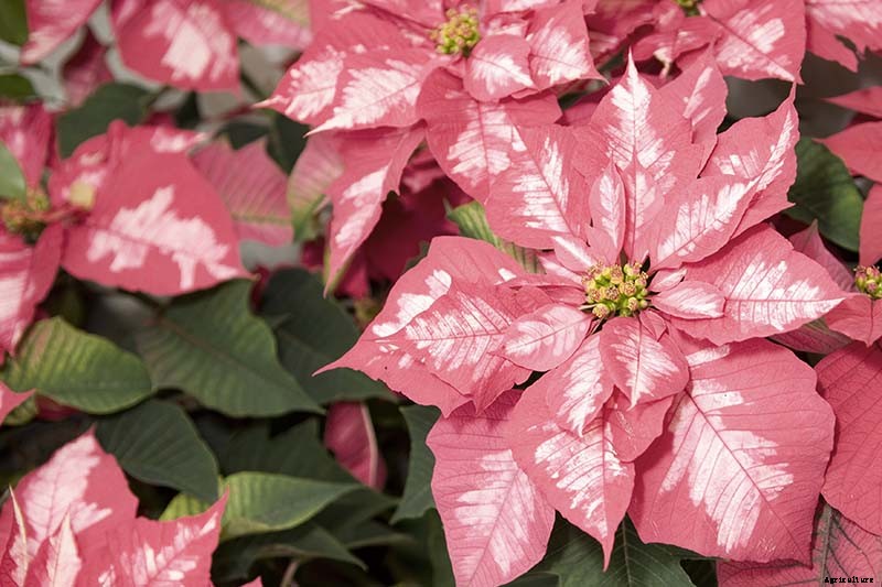 35 Favorite Poinsettia Cultivars for Your Home