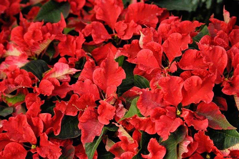 35 Favorite Poinsettia Cultivars for Your Home