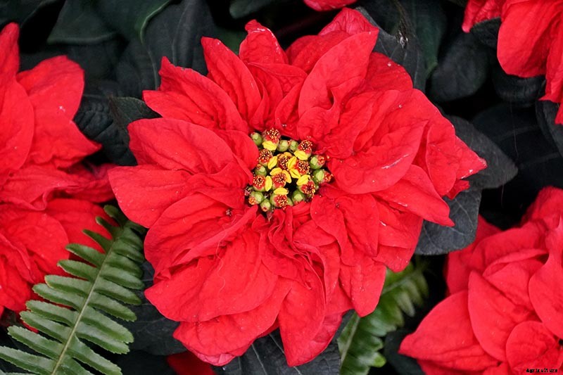35 Favorite Poinsettia Cultivars for Your Home