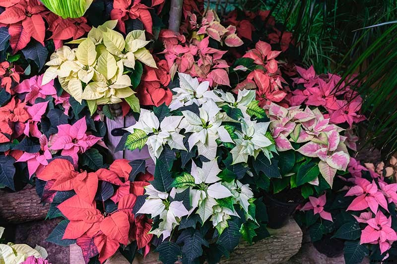 35 Favorite Poinsettia Cultivars for Your Home