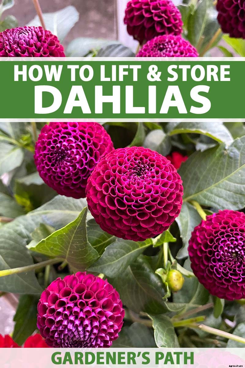 How to Lift Dahlias for Winter Storage