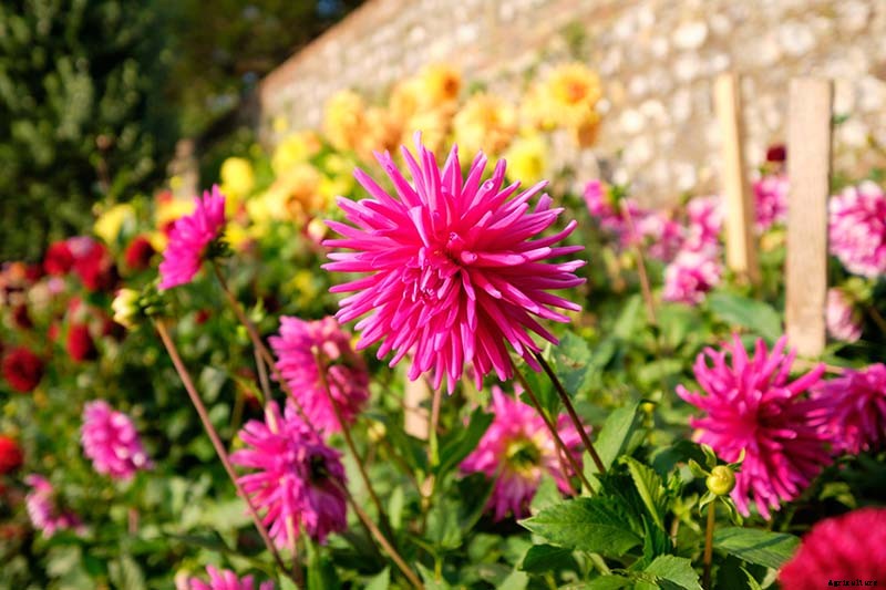 How to Lift Dahlias for Winter Storage