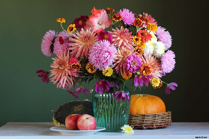 How to Lift Dahlias for Winter Storage