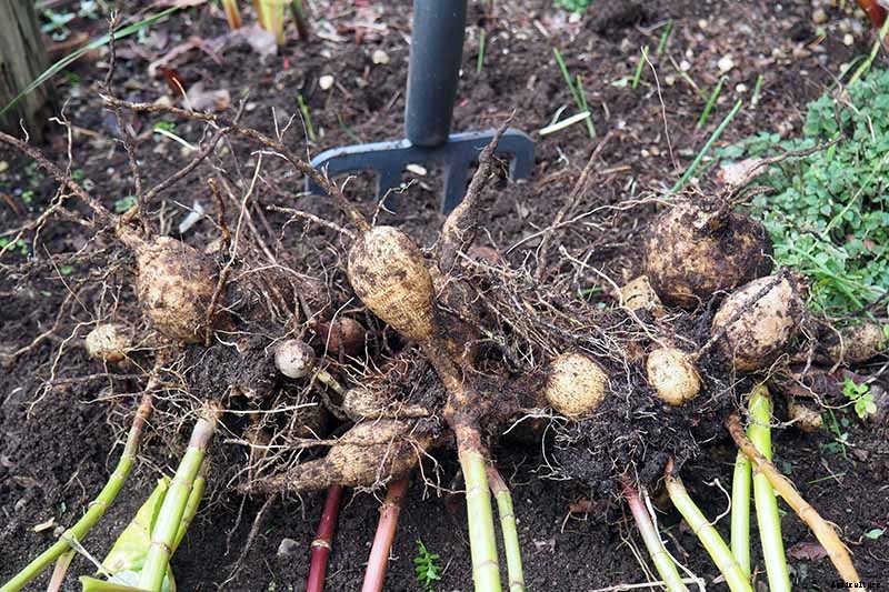 How to Lift Dahlias for Winter Storage
