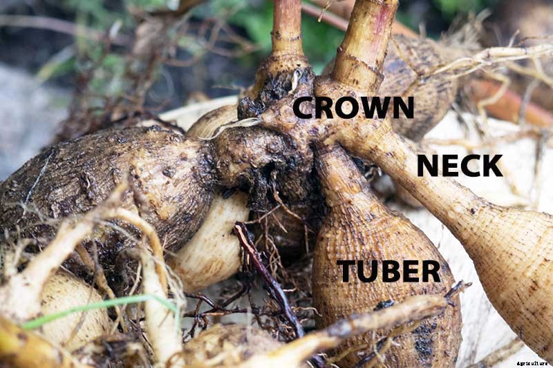 How to Lift Dahlias for Winter Storage