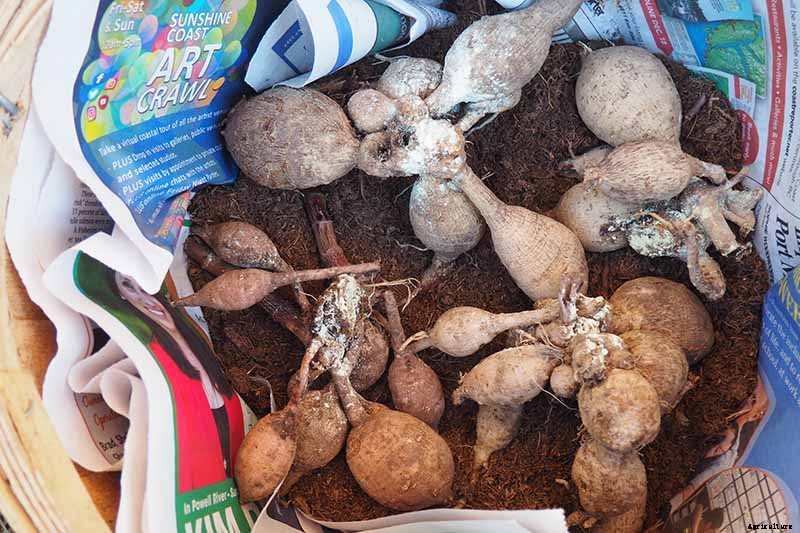 How to Lift Dahlias for Winter Storage