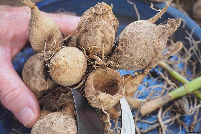 How to Lift Dahlias for Winter Storage