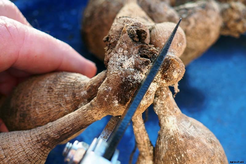 How to Lift Dahlias for Winter Storage