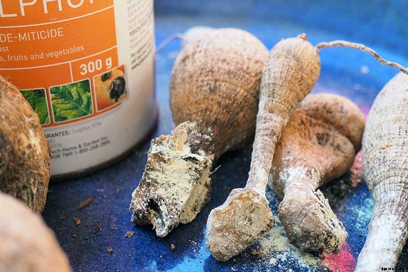 How to Lift Dahlias for Winter Storage