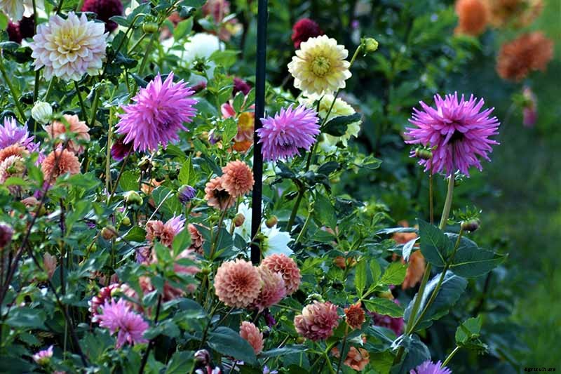 How to Lift Dahlias for Winter Storage